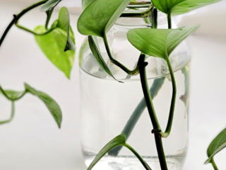 Indoor Plants That Grow in Water
