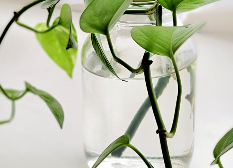 Indoor Plants That Grow in Water