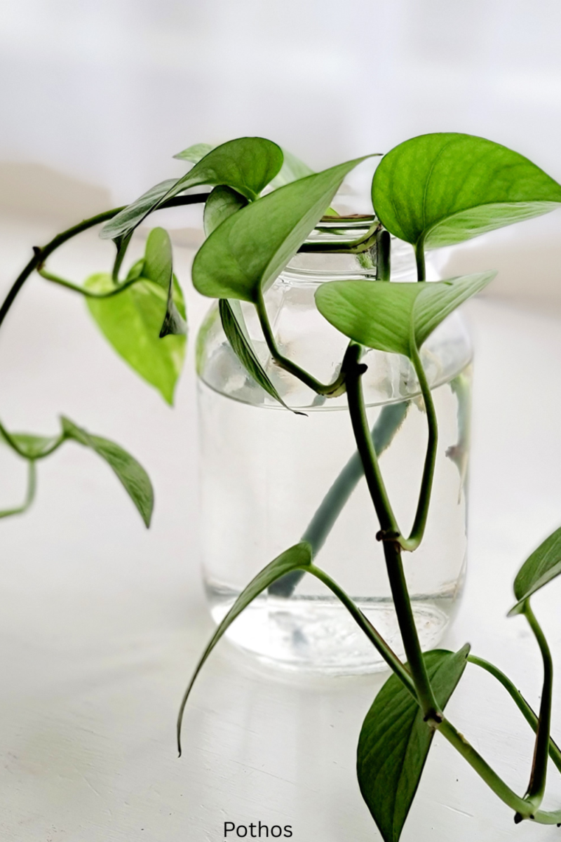  Indoor Plants That Grow in Water