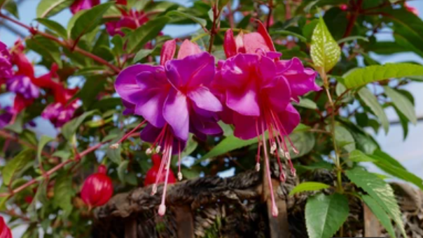 Impatiens