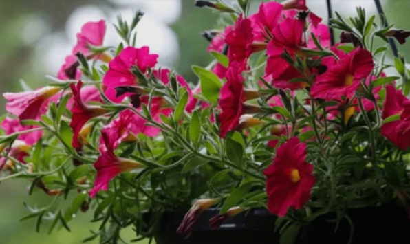 Shade Hanging Basket Plants