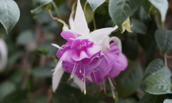 Shade Hanging Basket Plants