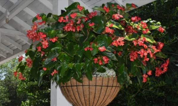Shade Hanging Basket Plants
