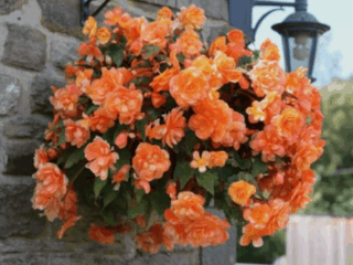 Shade Hanging Basket Plants