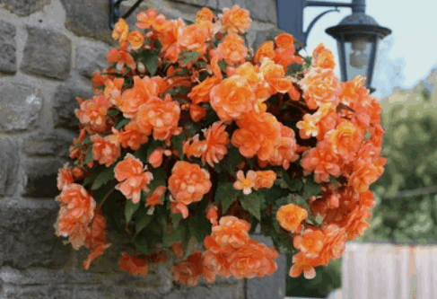 Shade Hanging Basket Plants