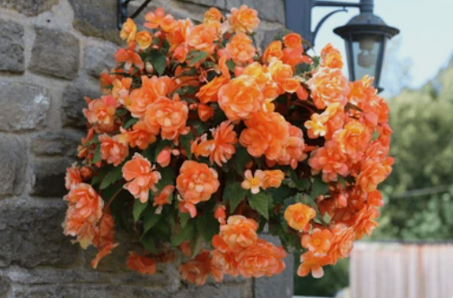 Shade Hanging Basket Plants
