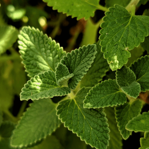 Peppermint