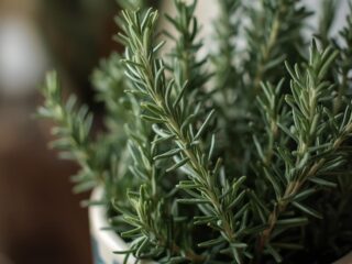 Growing rosemary indoors