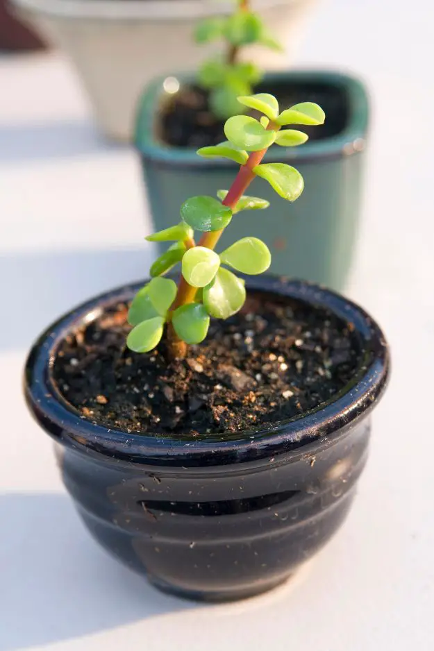 How To Grow Jade Plants