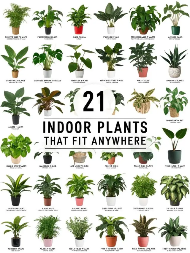 21 Indoor Plants That Fit Anywhere