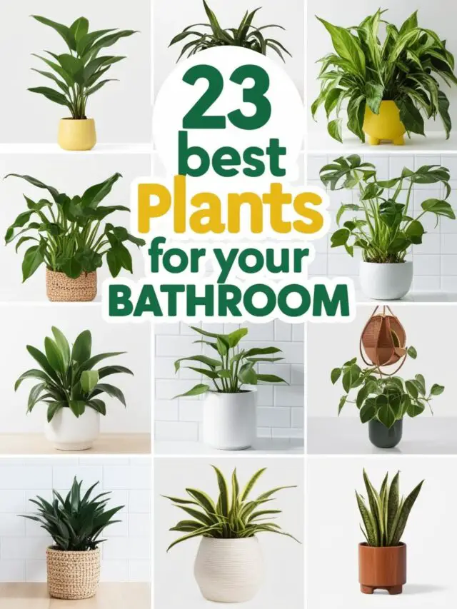 23 Best Plants for Your Bathroom