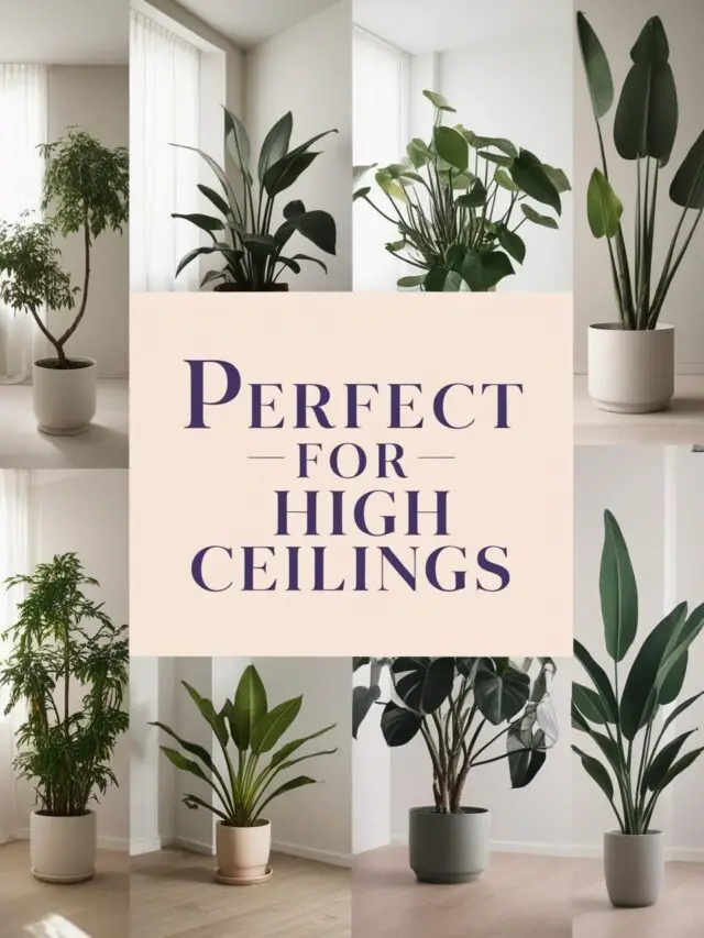 25 Indoor Plants Perfect for High Ceilings