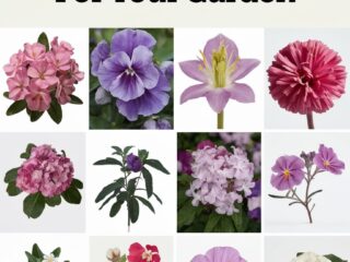 Top 10 Flowers for a Fragrant Garden