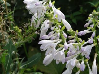 Hostas Plant