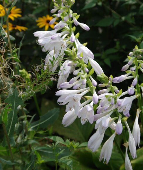 Hostas Plant