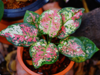 Houseplants Perfect for First-Time Owners (List)