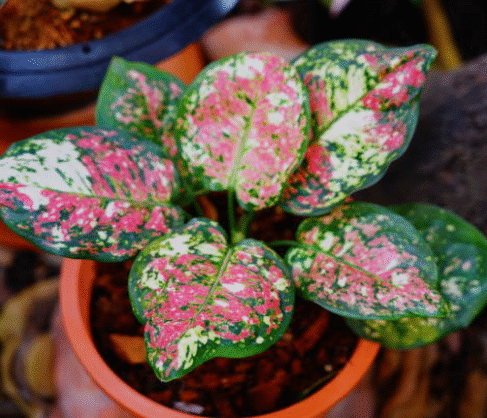 Houseplants Perfect for First-Time Owners (List)