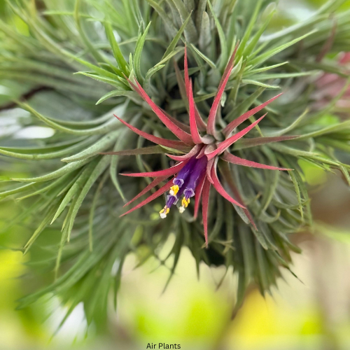 Air Plants