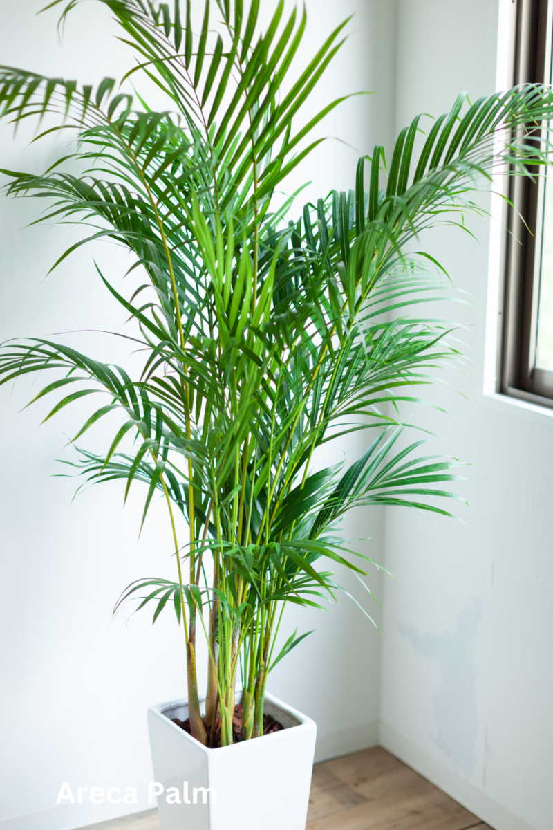 Areca Palm