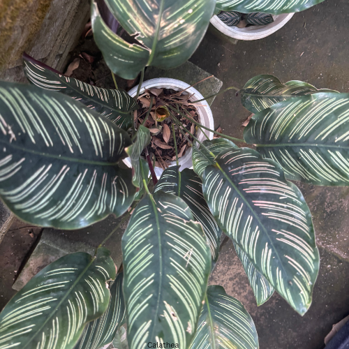 Calathea