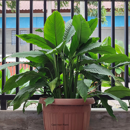 Cast Iron Plant