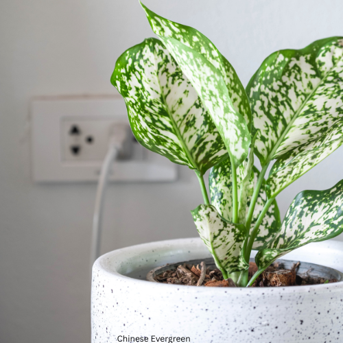 Chinese Evergreen