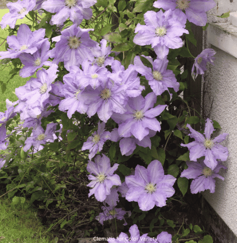 7 Climbing Plants for Arbors