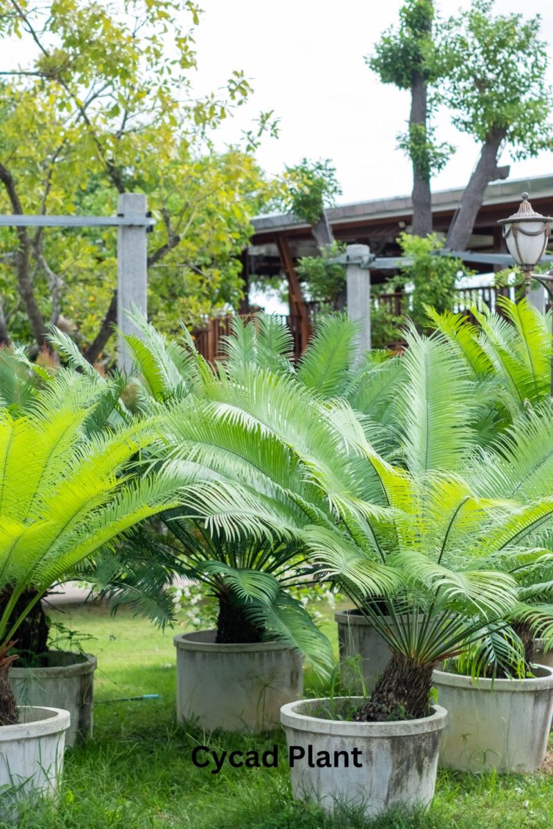 Cycad Plant