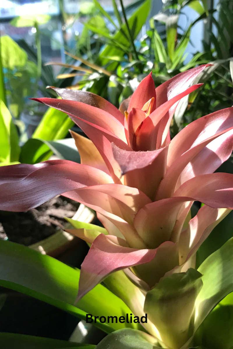 Bromeliad