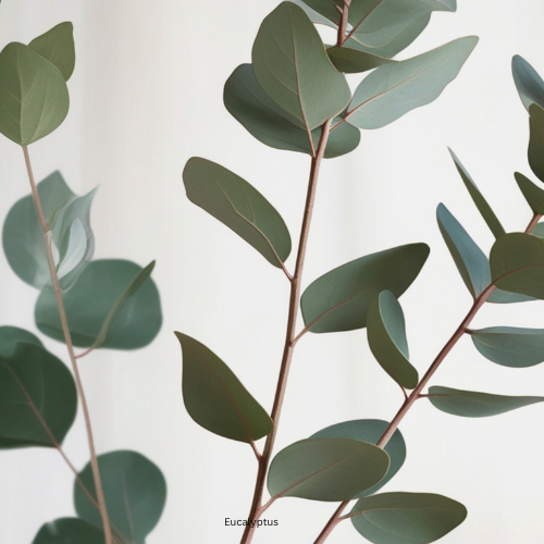 Eucalyptus