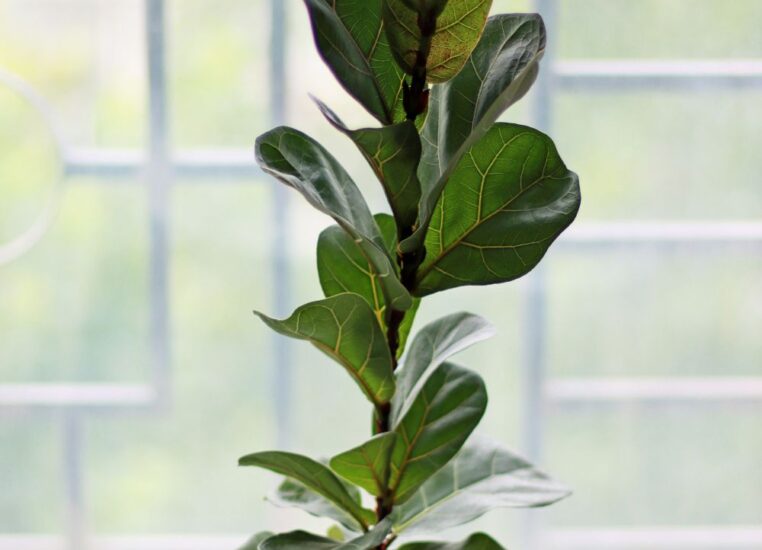 Fiddle Leaf Fig