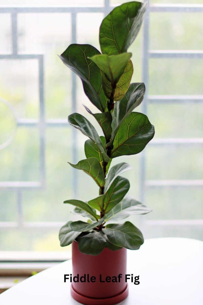 Fiddle Leaf Fig