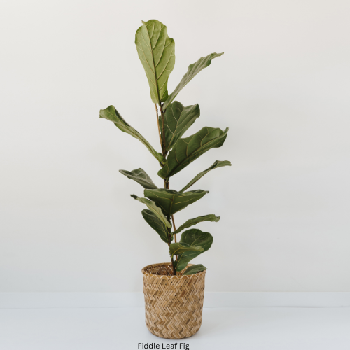 Fiddle Leaf Fig
