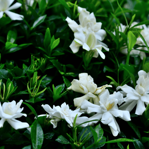Gardenia jasminoides