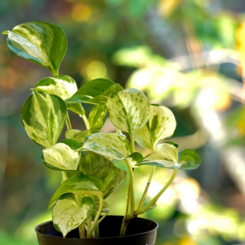 Golden Pothos