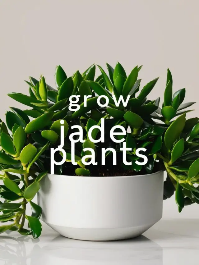 How To Grow Jade Plants