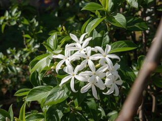 How to Grow Jasmine Plant