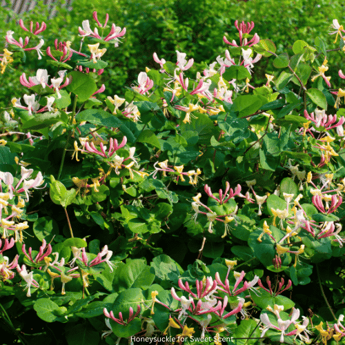 Honeysuckle for Sweet Scent