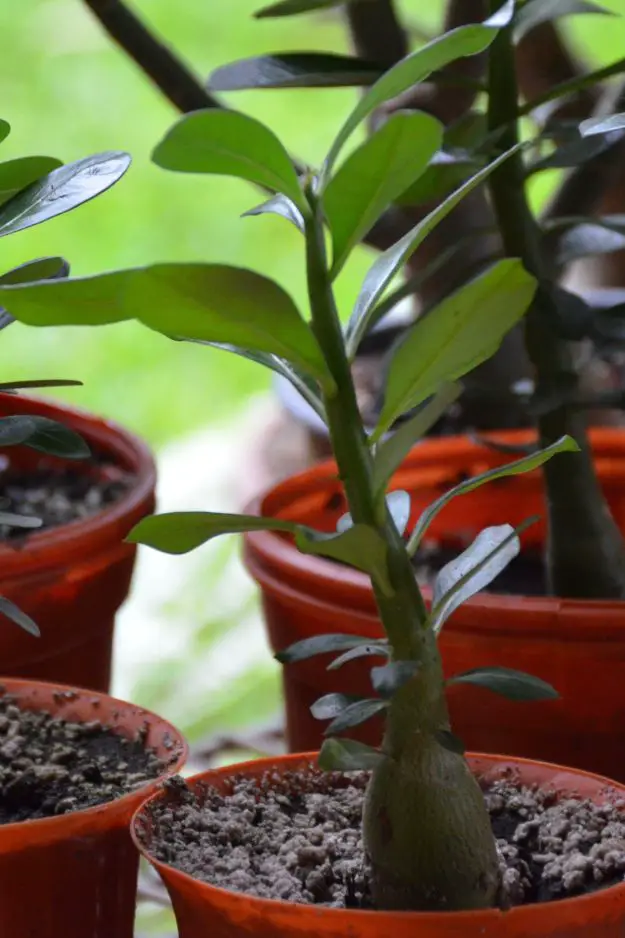 How To Grow Jade Plants