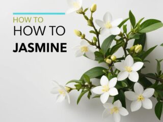 How to Grow Jasmine