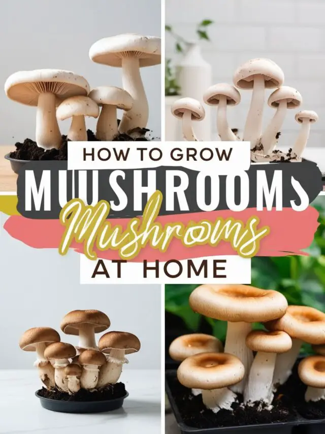 How to Grow Mushrooms at Home