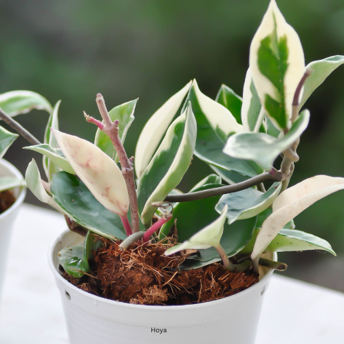 23 Plants for Your Bathroom
