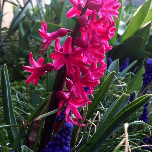 Hyacinthus orientalis