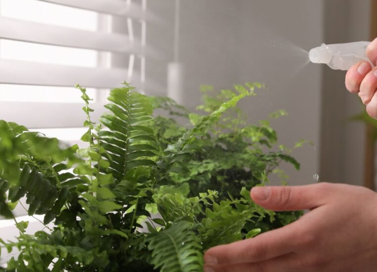 Boston Fern