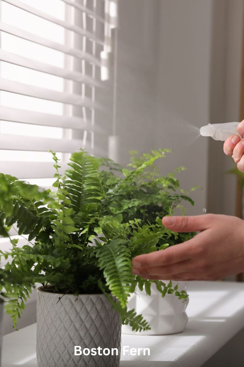 Boston Fern
