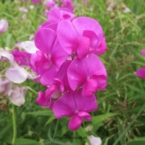 Lathyrus odoratus)