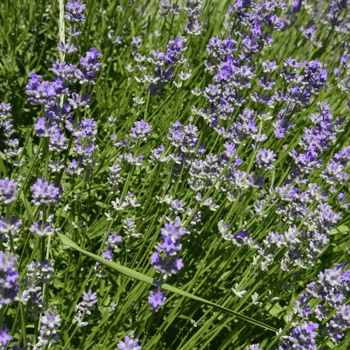 Lavandula