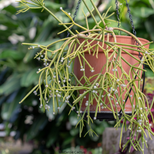 Mistletoe Cactus