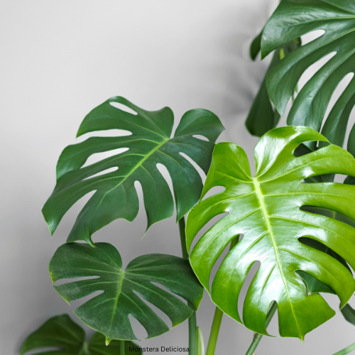 Monstera Deliciosa