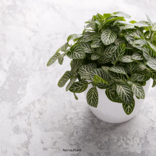 Nerve Plant
